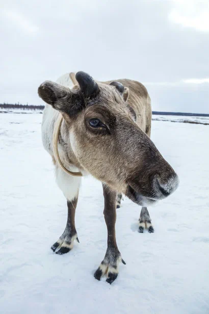 Мартовский тур на Кольский