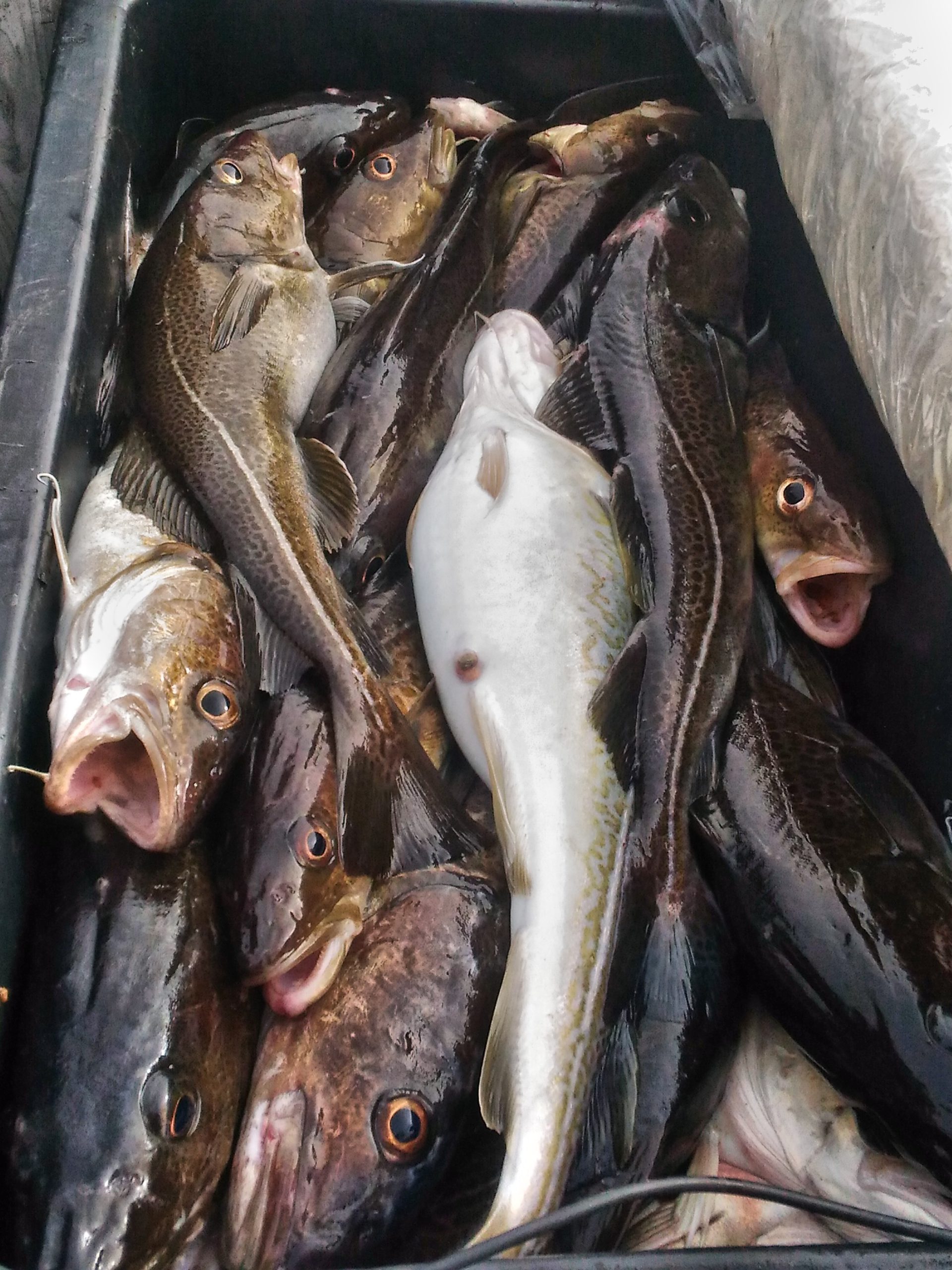 Морская рыбалка на треску в Балтийском море
