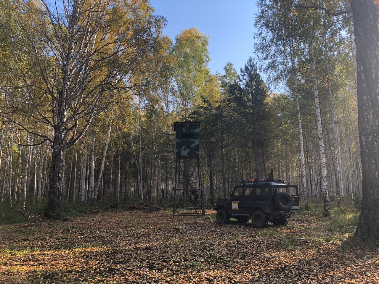 Охота на трофейную косулю в Тюменской области