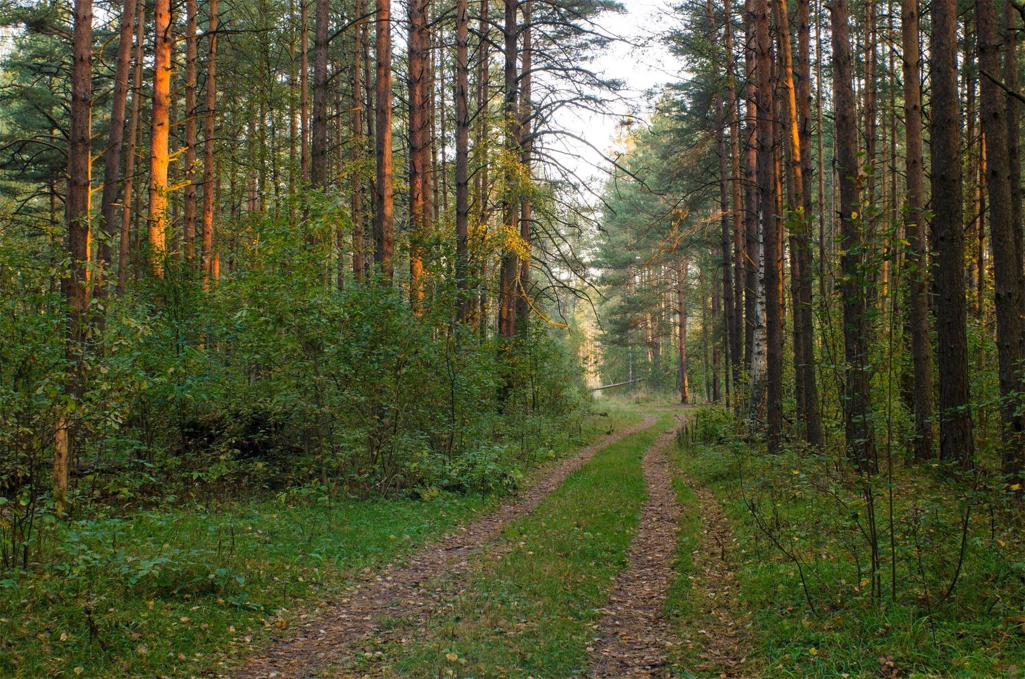 Загонная охота на лося