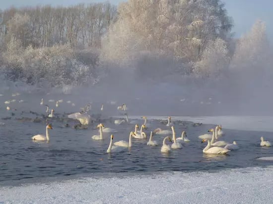 Полюбите Алтай за пять дней. Зима.