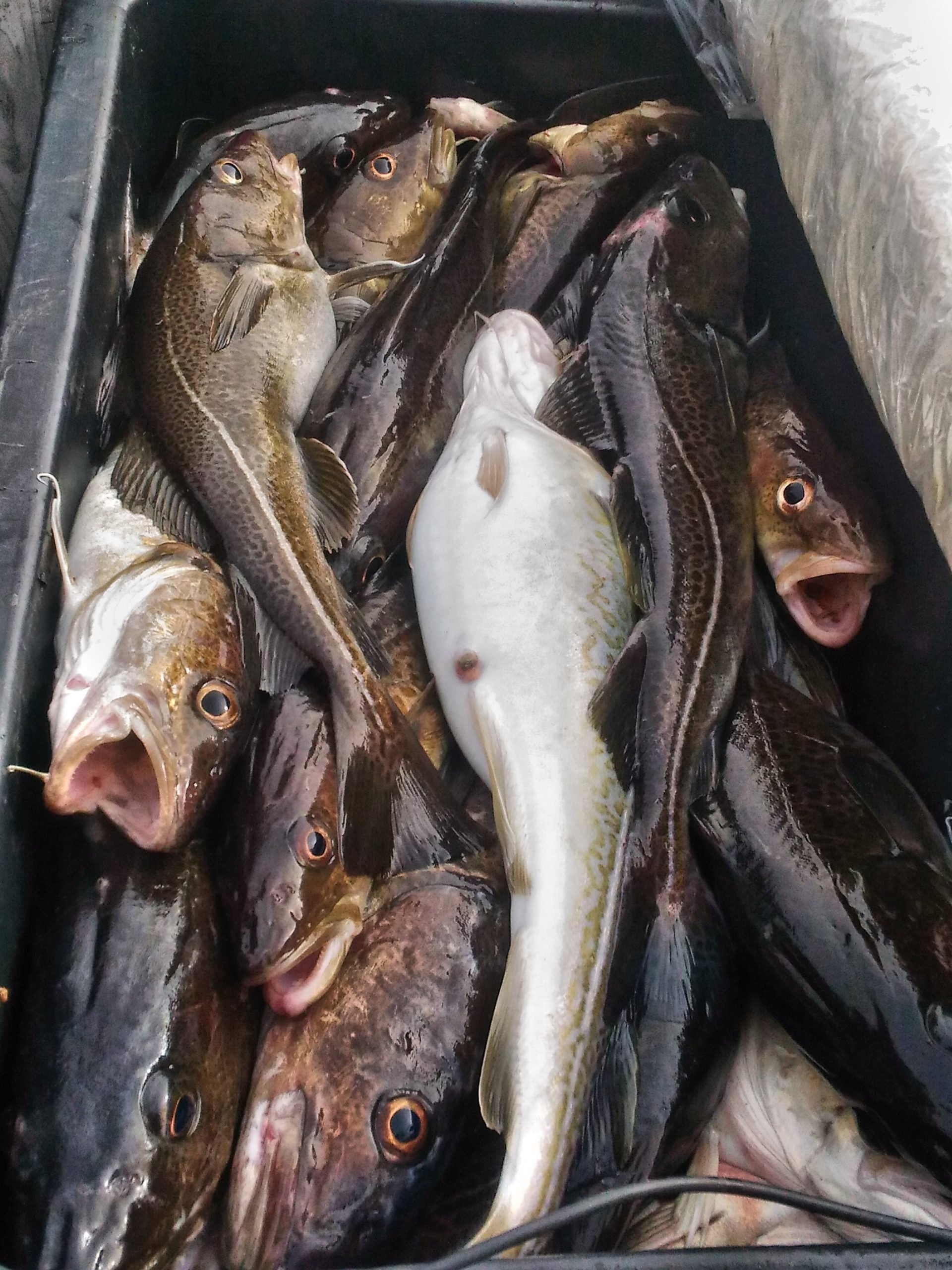 Морская рыбалка на треску в Балтийском море