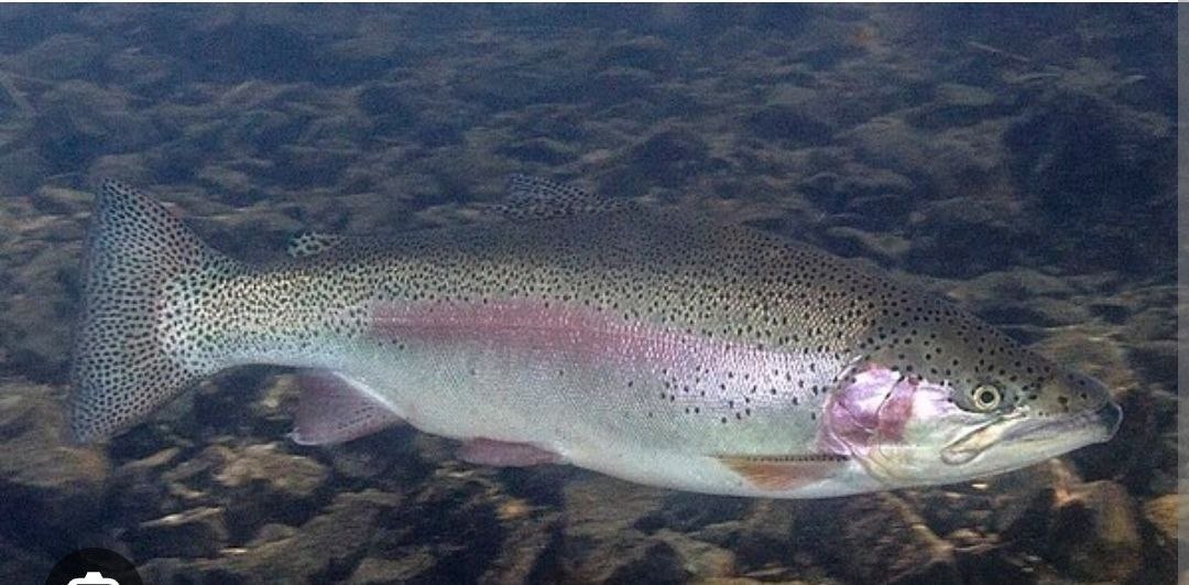 Форелевая рыбалка на платном водоеме в Раменском районе