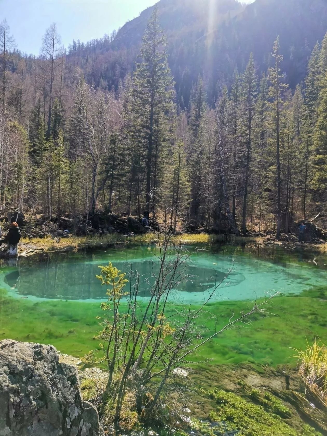 Краски весеннего Алтая