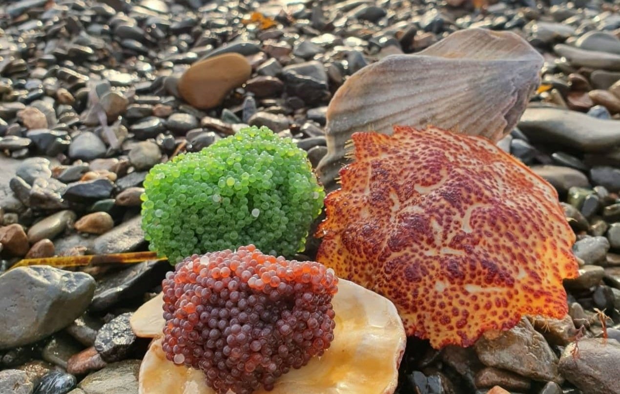 Сахалин Fish