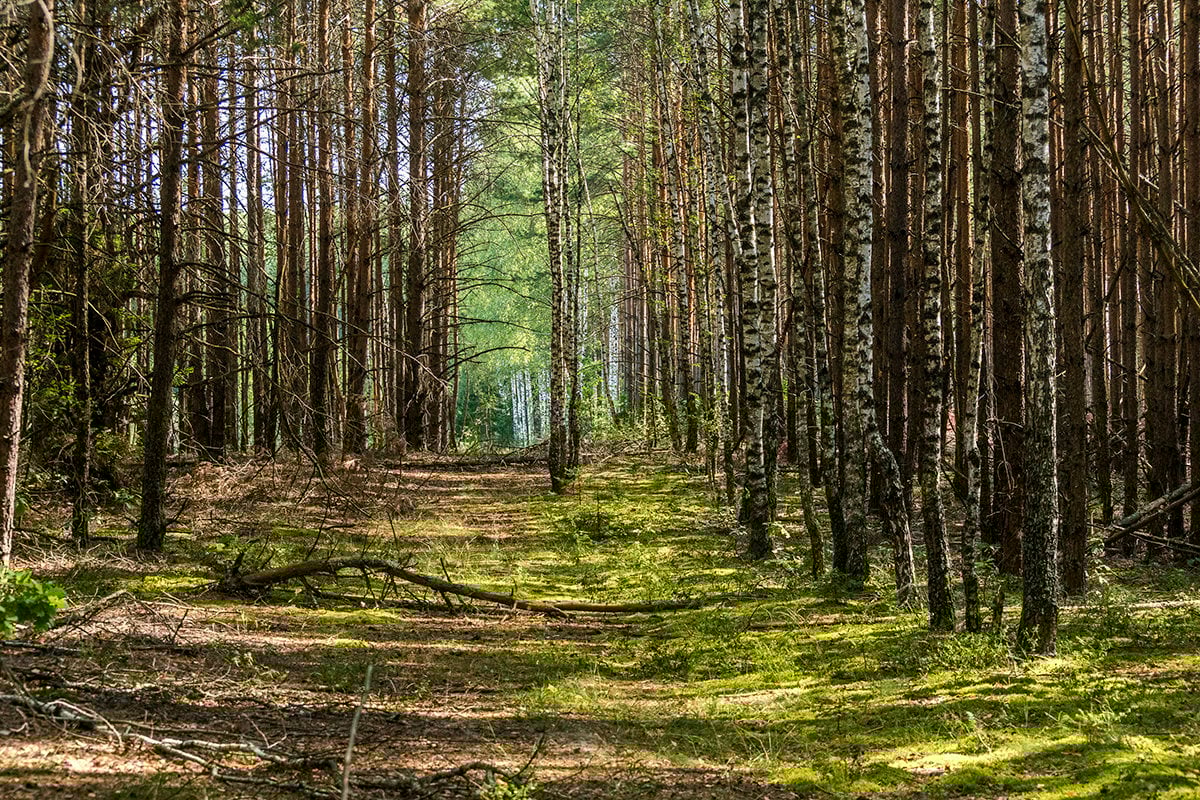 Загонная охота на лося в Волоколамском районе