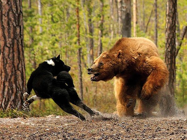 Охота на медведя в осенний период