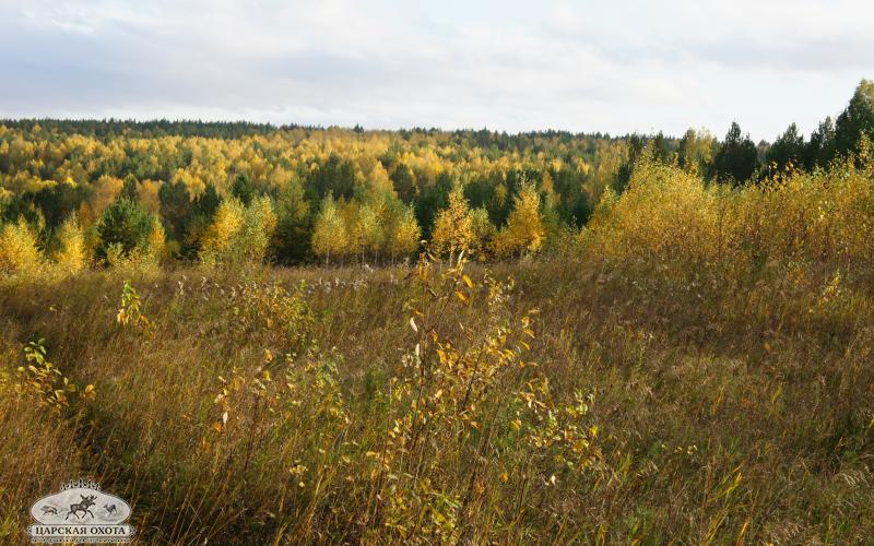 Охота на глухаря в Свердловской области